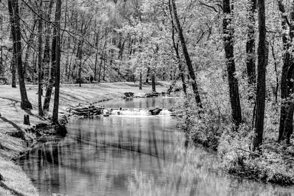 Spring Season Tranquility Grayscale Print