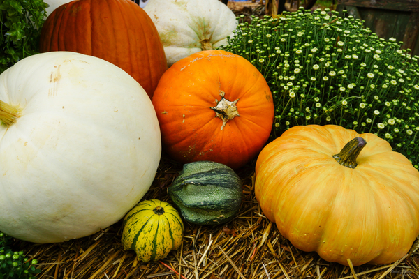 Pumpkins And Gourds by Jennifer White