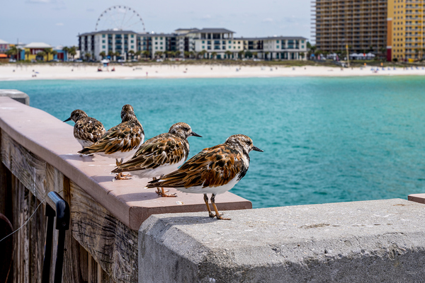 Four Ruddy Turnstone Birds Panama City Beach Print