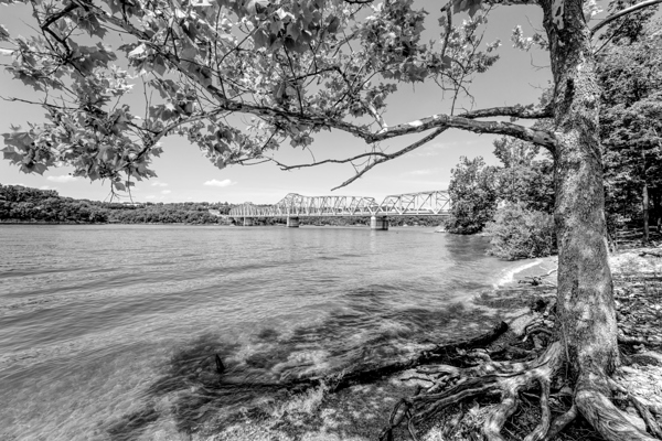 Shell Knob 39 Bridge Tree View Grayscale by Jennifer White