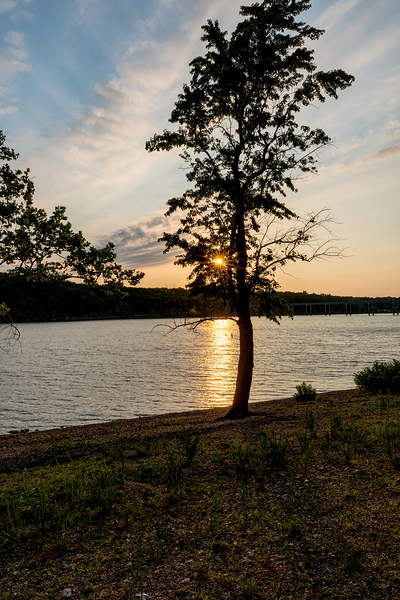 Curvy Tree Golden Sunset Print