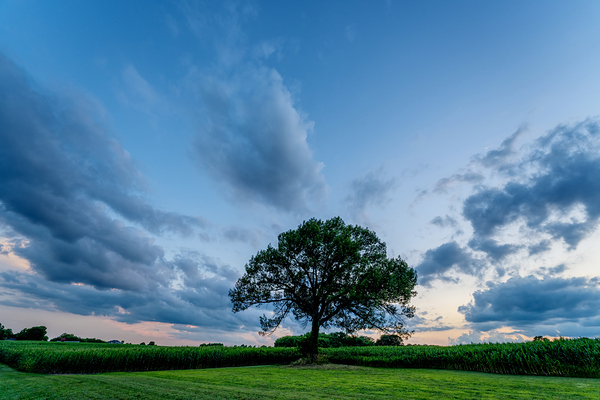 Oak Tree Sunset Skyscape Print