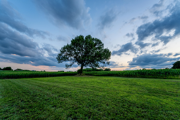 Oak Tree Farm Sunset Print