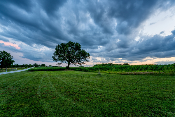 Country Road And Oak Tree Sunset Print