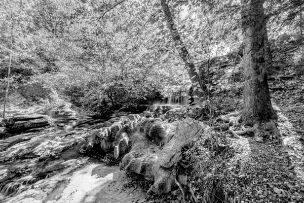 Tanyard Creek Waterfall In The Woods Grayscale Print