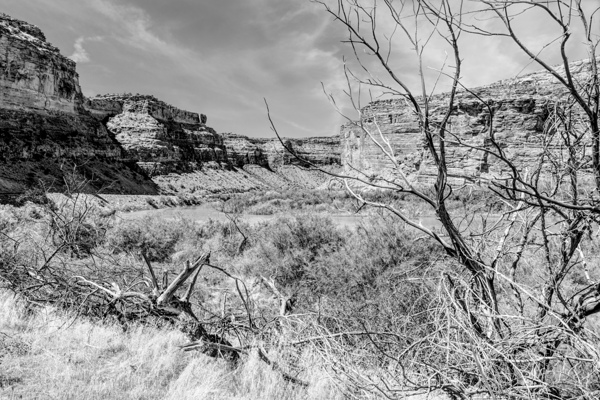 Dead Tree Colorado River Utah Grayscale Print
