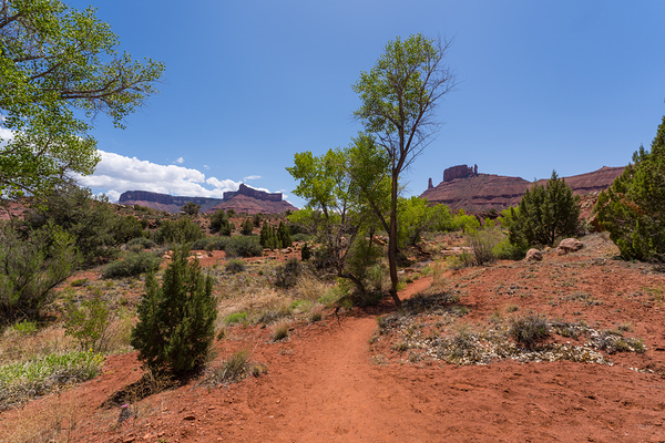 Professor Creek Utah Hiking Trail Print