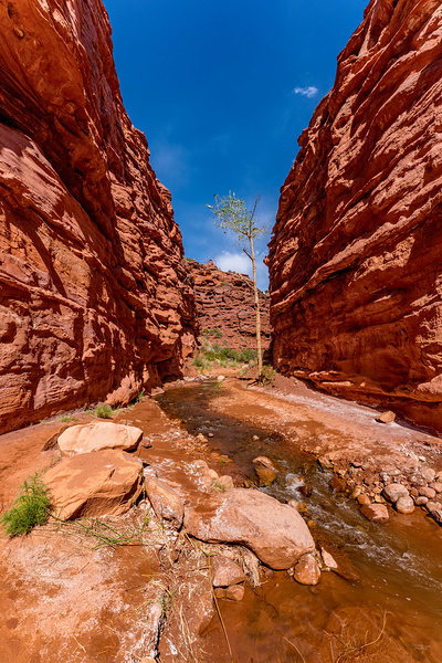 Damaged Tree In Slot Canyon by Jennifer White