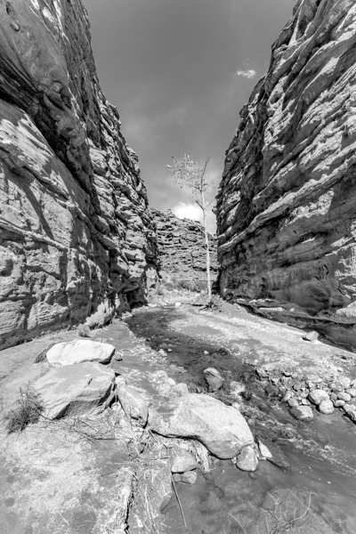 Damaged Tree In Slot Canyon Grayscale by Jennifer White