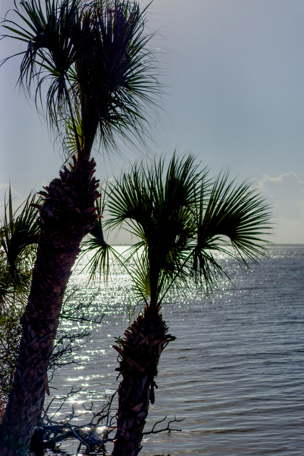 Two Palm Trees Evening Silhouette Print