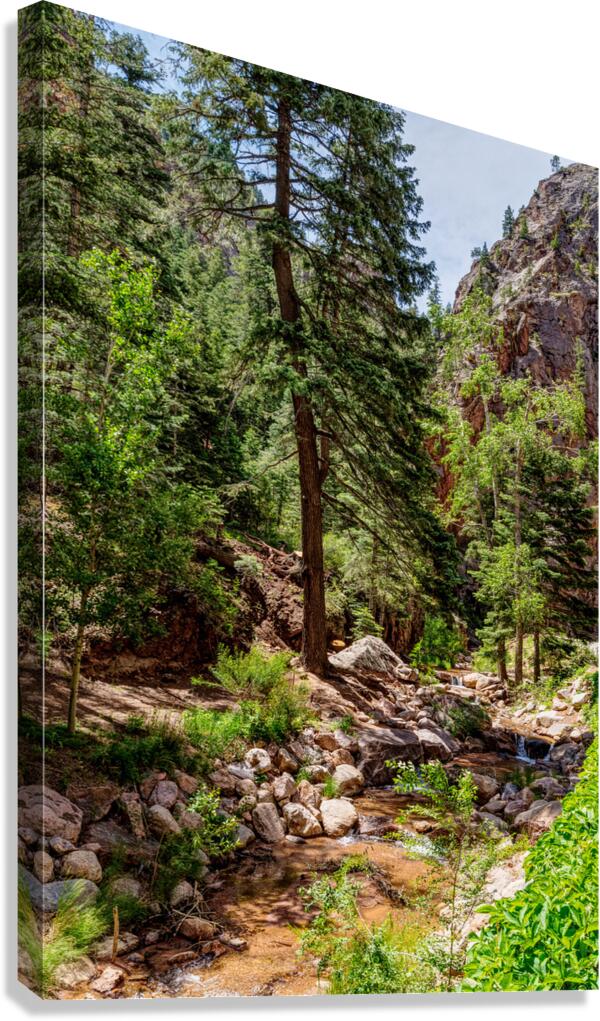 Colorado Forest Creek And Mountains Canvas Print