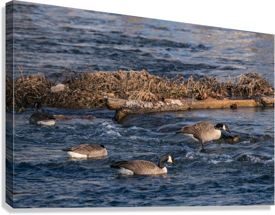 Canada Geese And Rapids Canvas Print