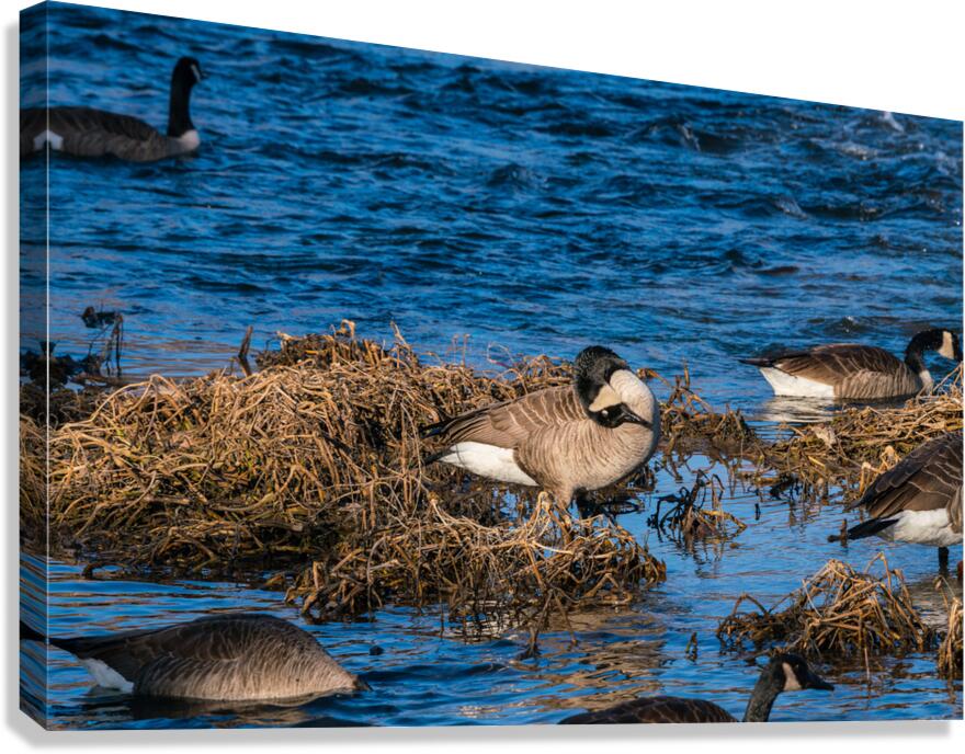Canada Goose Head Upside Down by Jennifer White Wall Art