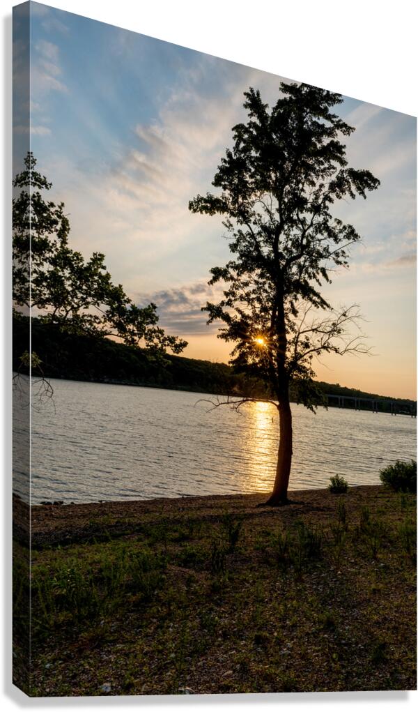 Curvy Tree Golden Sunset Canvas Print