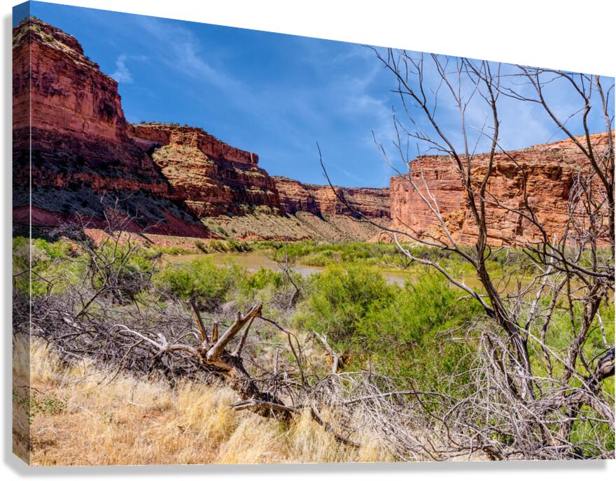 Dead Tree Colorado River Utah Canvas Print