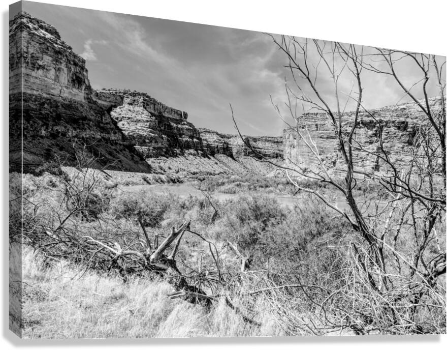 Dead Tree Colorado River Utah Grayscale Canvas Print