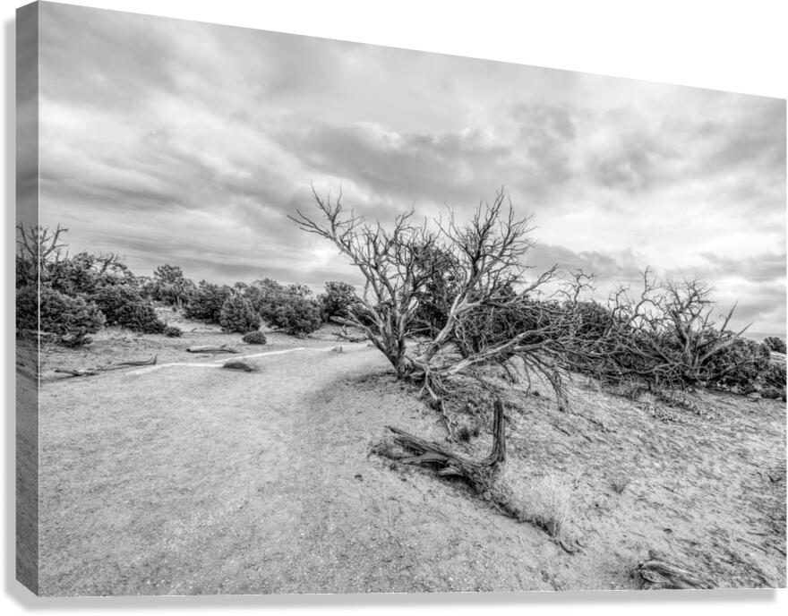 Juniper Along Mesa Arch Trail Grayscale Canvas Print