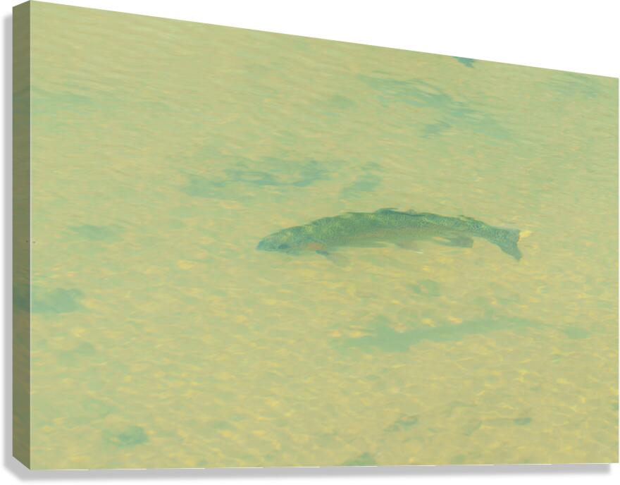 Rainbow Trout Canvas Print
