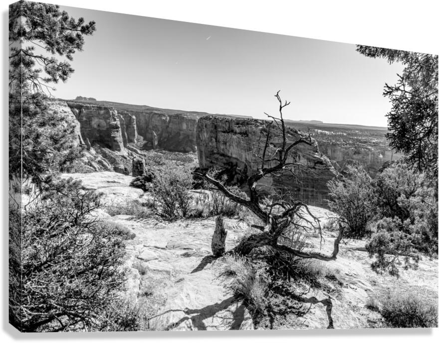 Crooked Tree At Spider Rock Grayscale Canvas Print