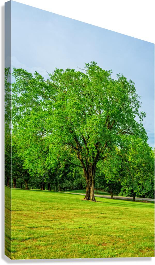 Enduring Elm Tree Canvas Print