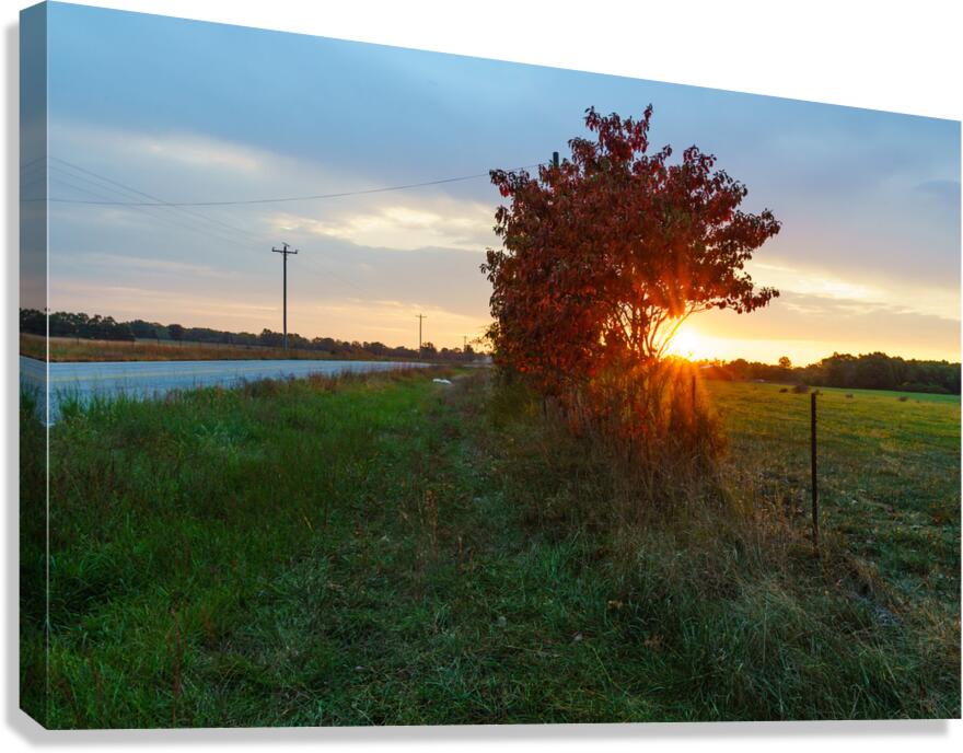 Red Sumac Tree Sunrise Countryside Canvas Print
