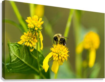 Bumblebee Canvas Print