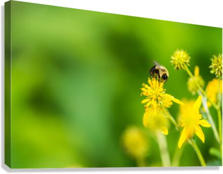 Bee Aside Canvas Print