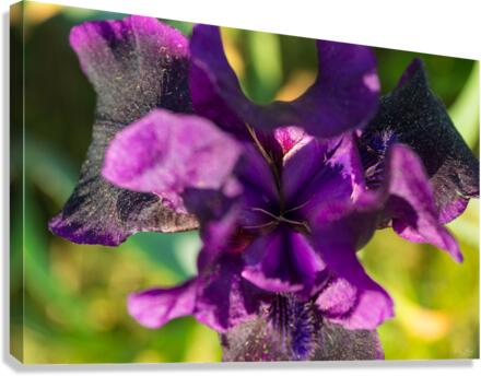 Within An Iris Canvas Print