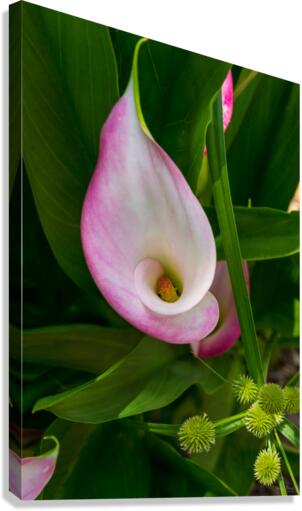 Calla Roll Canvas Print