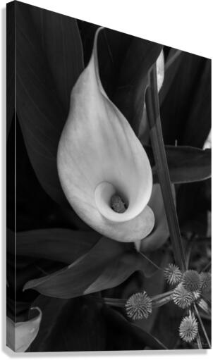 Calla Roll Grayscale Canvas Print