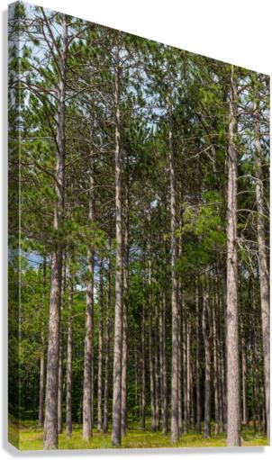 Tall Pines Canvas Print