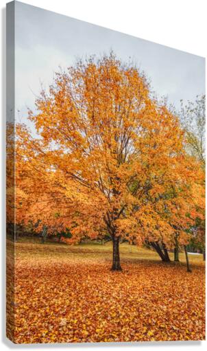 Orange Sugar Maple Canvas Print
