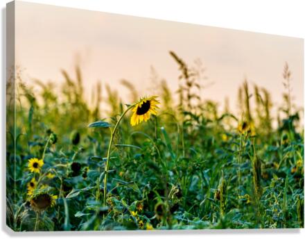 Sunflower Field Evening Canvas Print