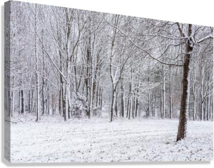 Snowy Forest Canvas Print