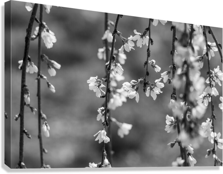 Weeping Cherry Blooms And Branches Grayscale Canvas Print