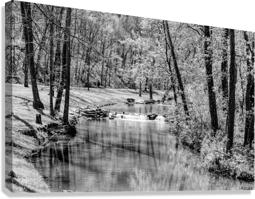 Spring Season Tranquility Grayscale Canvas Print