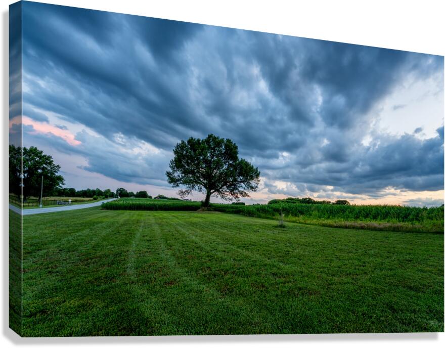 Country Road And Oak Tree Sunset Canvas Print