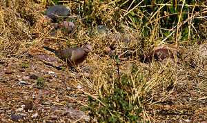 Mourning Dove in the desert 11