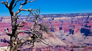 Trees at the edge of The Grand Canyon