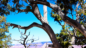 Looking Through The Trees at The Grand Canyon