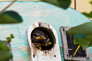My backyard The Trailer Full of Birds
