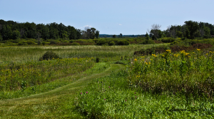 Theresa Marsh Wildlfe area