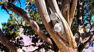 Tree on the edge of a great chasm