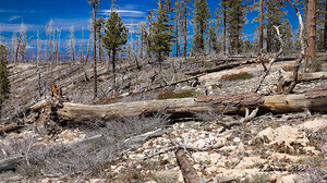 After the Fire Bryce Canyon National Park 