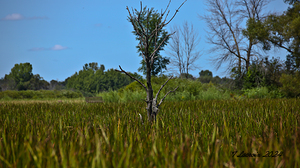  Theresa Marsh Wildlfe area 4
