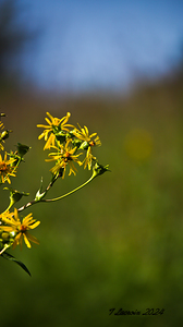 Theresa Marsh Wildlfe area 2