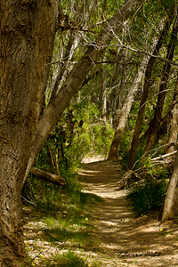 Arizona a quiet path walking around Sedona