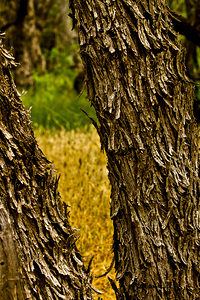 Arizona walking around Sedona 8