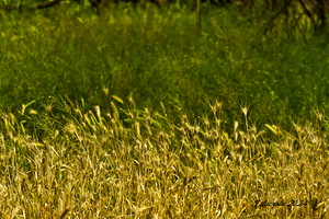 Arizona walking around Sedona 9