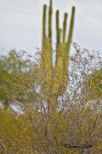 Casa Grande Ruins National Monument AZ 100